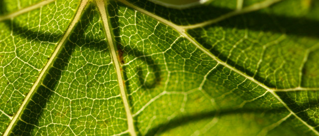 grape vine leaf